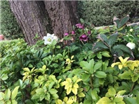 83f18ba8-20170302 RI Pahisandra.jpg